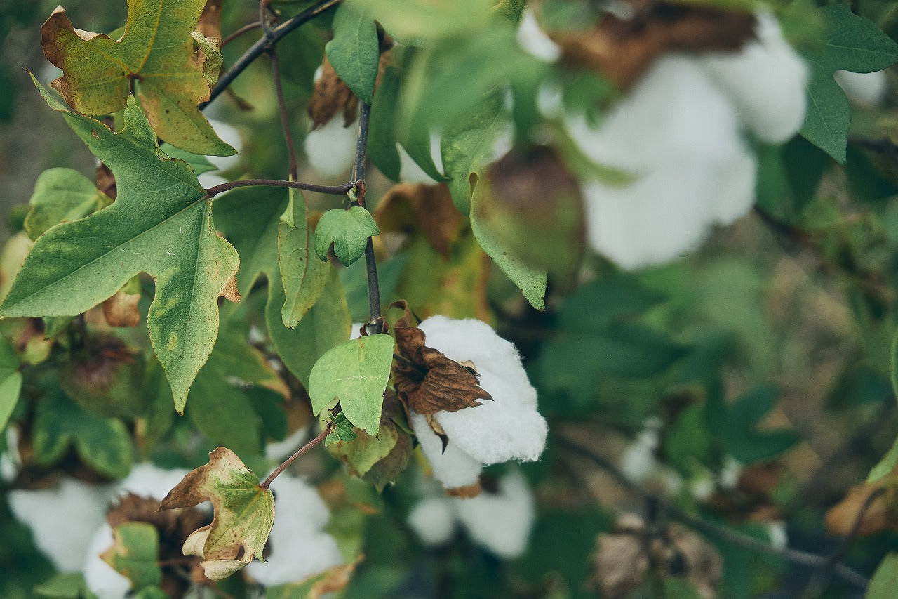 Cotton Project